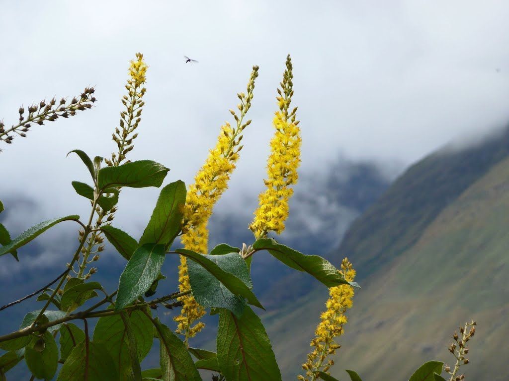 Статья про абатию