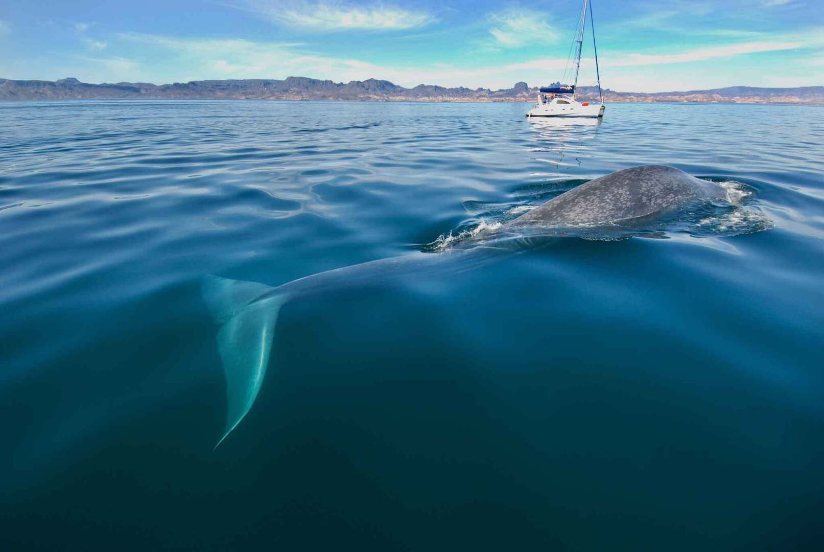 Фото больших китов