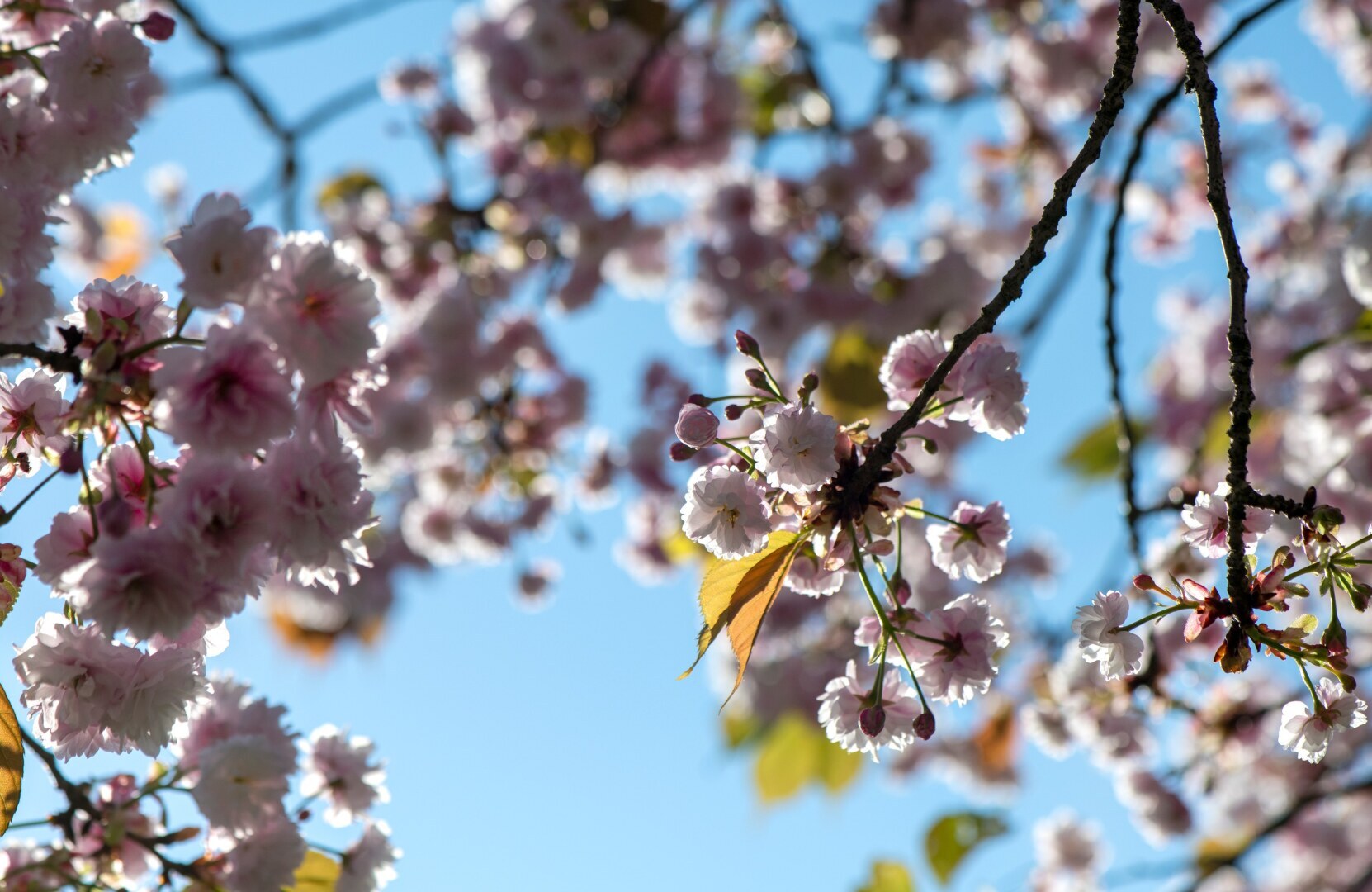 Советы по фотосъемке растений для собственного сада