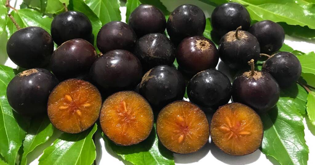 Статья про флакуртию