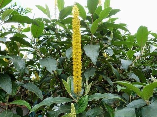 Статья про абатию