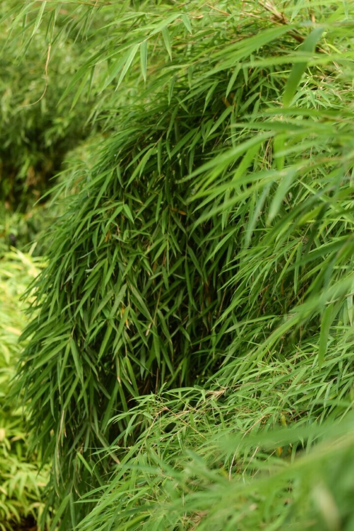 Что нужно знать о бамбуке