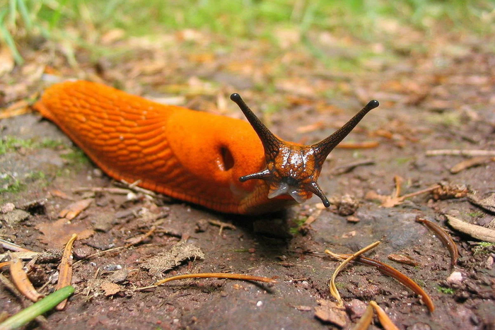 Испанский слизень: пожиратель всего на своем пути.
