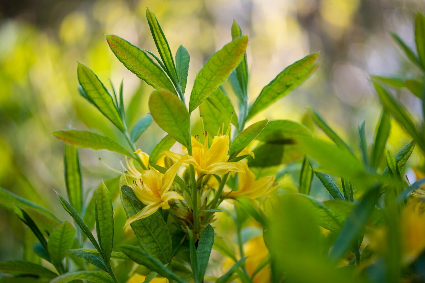 Советы по фотосъемке растений для собственного сада