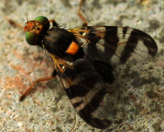 Как бороться с облепиховой мухой