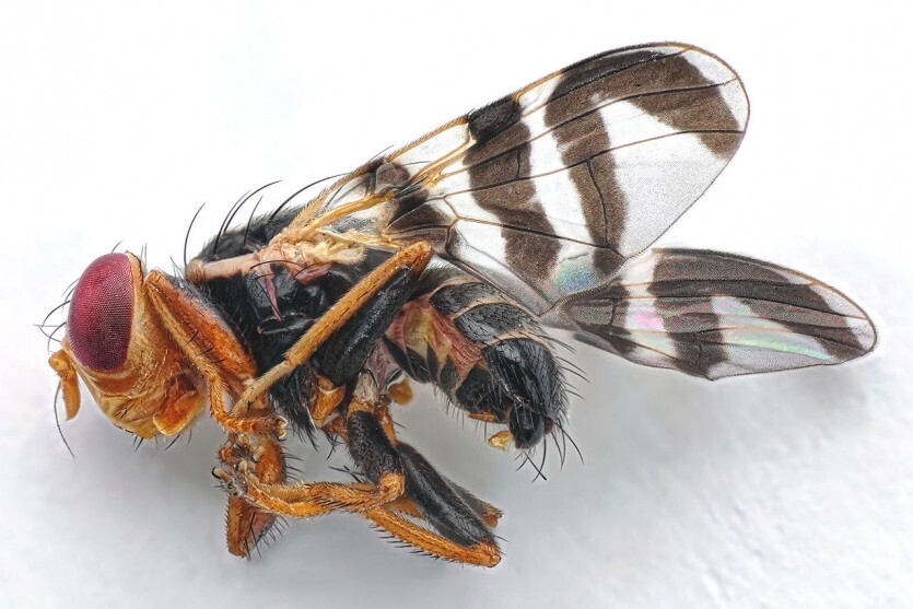 Как бороться с облепиховой мухой