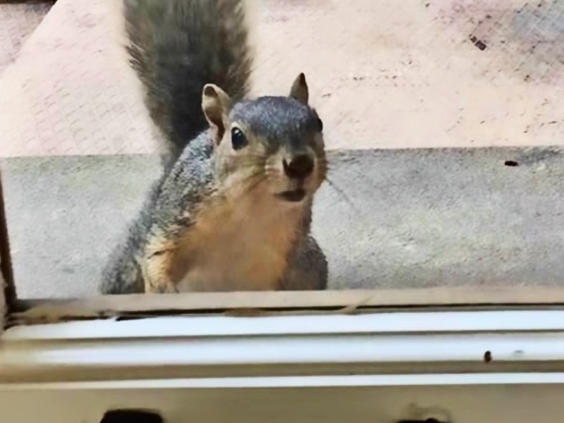 Эта белка 8 лет щелкала по их окну, пока семья не поняла, что она хотела показать.