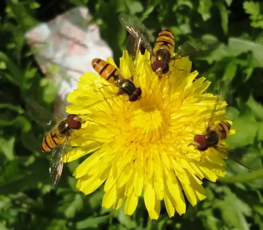 6 самых полезных насекомых защитников сада и огорода.