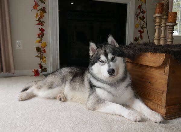 Собака спала рядом с маленьким мальчиком – причина обнаружилась на следующее утро!