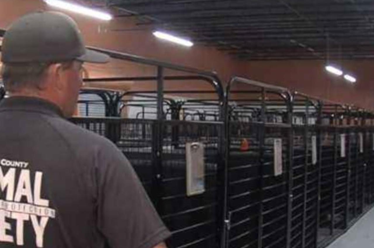 Приют для животных спас собаку, но после теста ДНК они узнали удивительную правду!