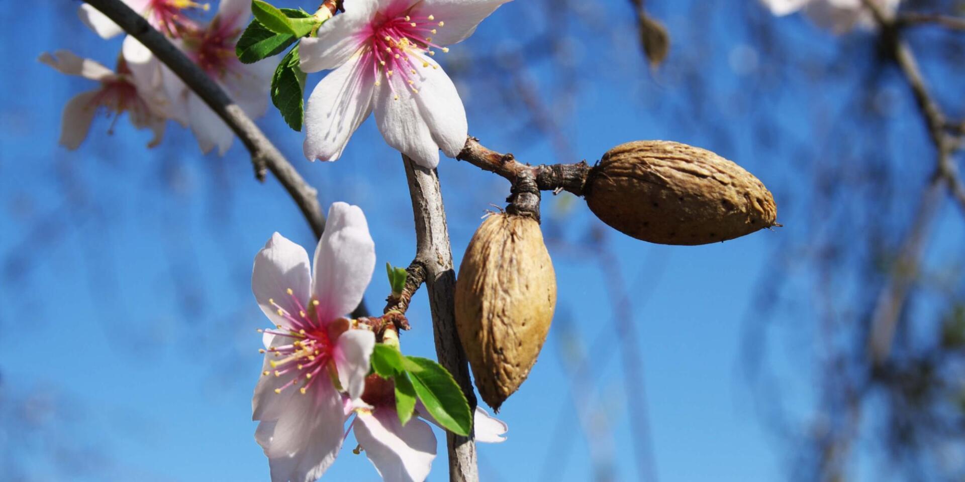 Статья про миндаль обыкновенный