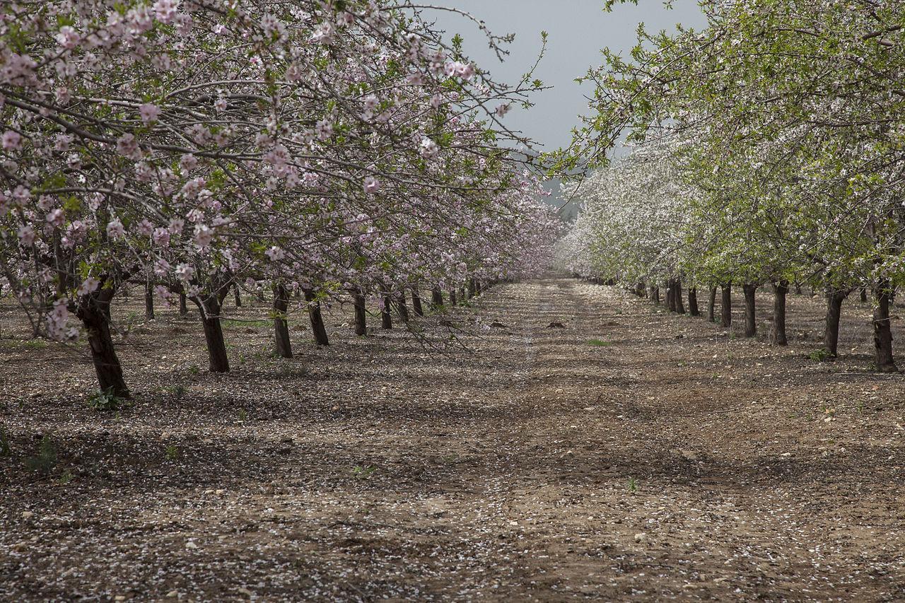 Статья про миндаль обыкновенный