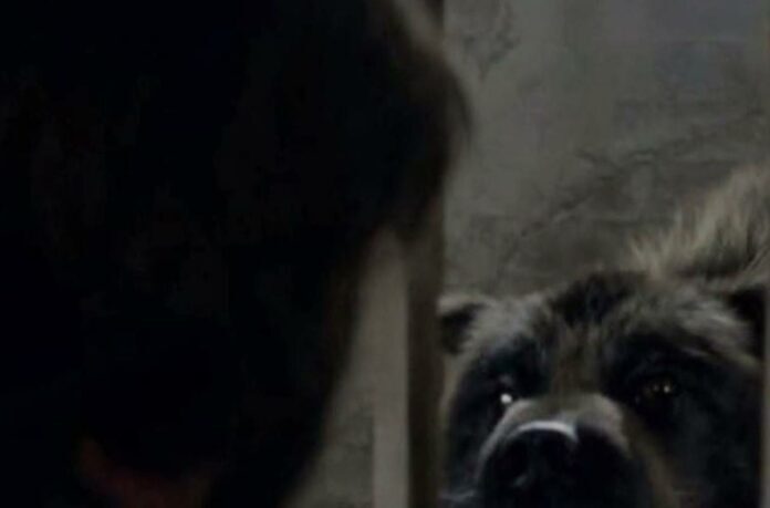 Приют для животных спас собаку, но после теста ДНК они узнали удивительную правду!