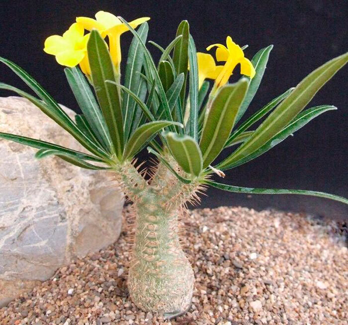 Статья про пахиподиум