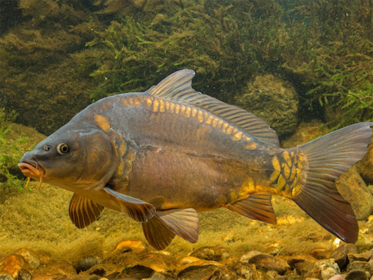 Рыба из карповых 5 букв. Карп (Cyprinus Carpio). Сазан (Cyprinus Carpio). Рыба Карп зеркальный. Карпфишинг зеркальный Карп.