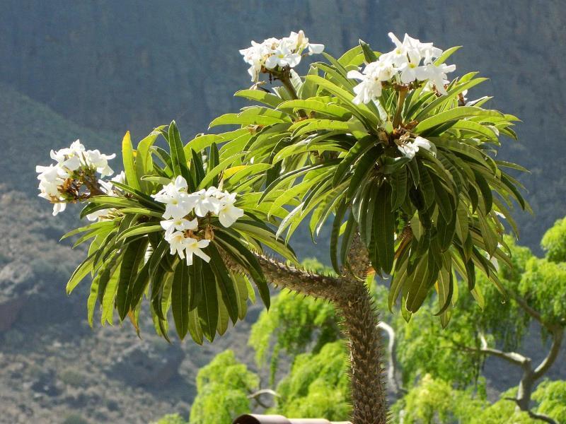 Статья про пахиподиум