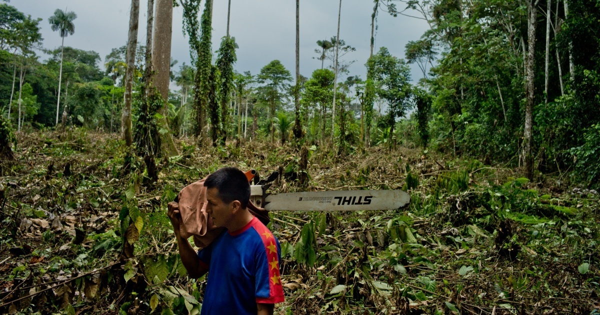 7 причин, почему мы должны защищать наши тропические леса