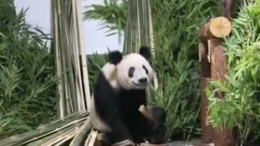 Прибытие гигантской панды Я-Я в Пекинский зоопарк вызвало новый всплеск гордости в Интернете