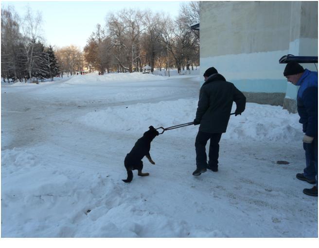 Зоозащитники,вы и дальше будете сюсюкать о жестоком обращении с животными? Собака насмерть загрызла свою хозяйку!