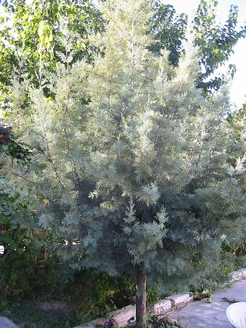 Статья про кипарис