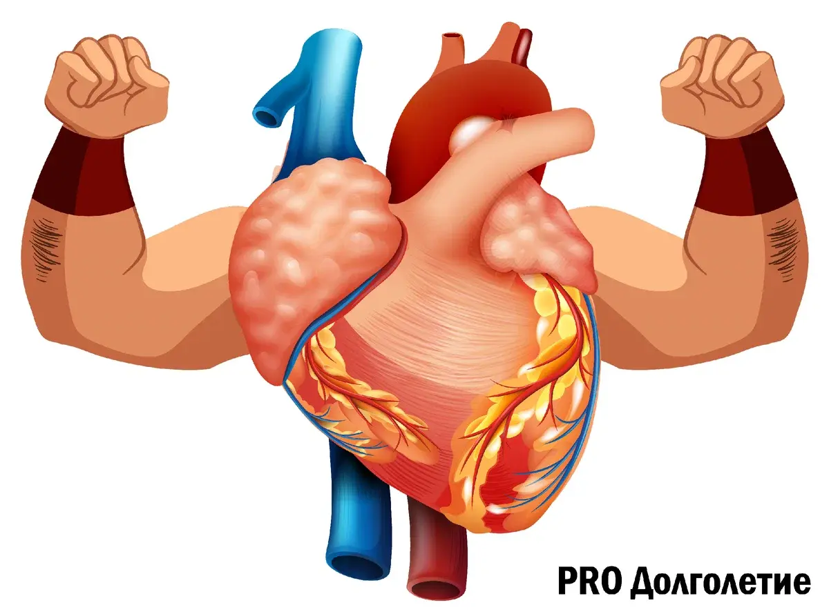 Сердце в 50 лет, как в 30 лет? Лучшие способ омоложения сердца.Следите за своим мотором, и будьте здоровы