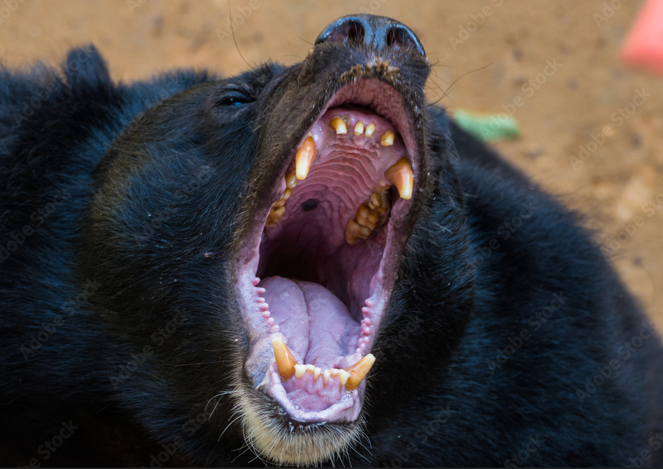 США Женщина серьезно пострадала при нападении медведя в Миннесоте