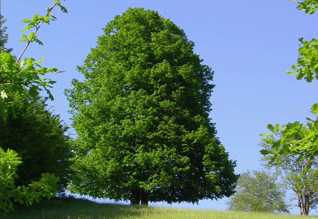 Как деревья лечат и восстанавливают внутреннюю энергию