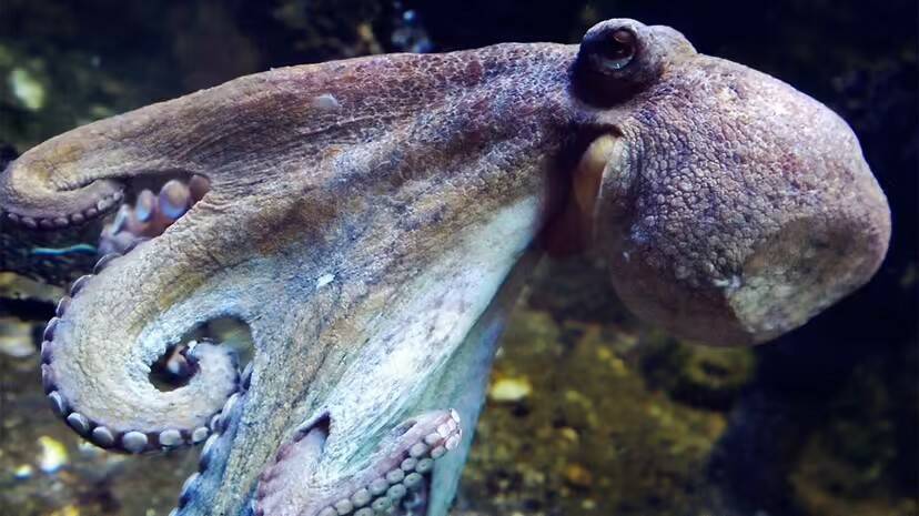 5 животных, чья кровь не красная