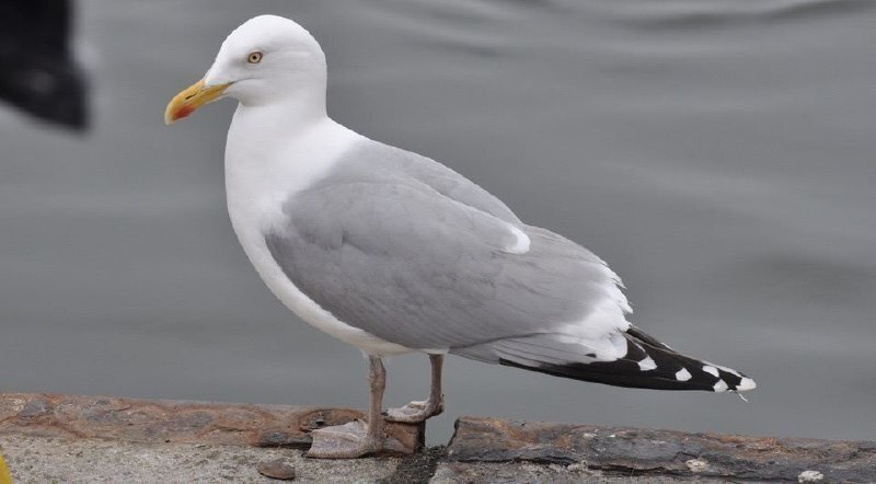 Эксперимент трудности выбора