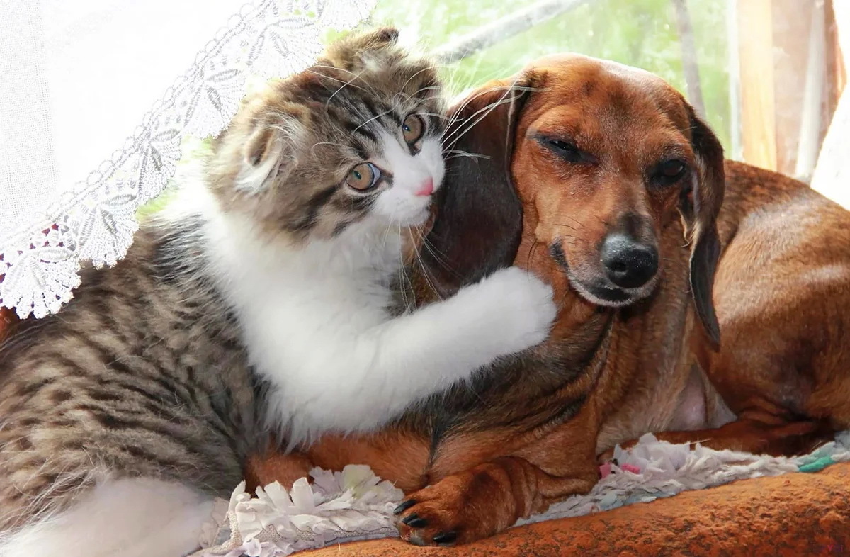 Наши домашние любимчики - кошки или собаки. Но кто же из них умнее???