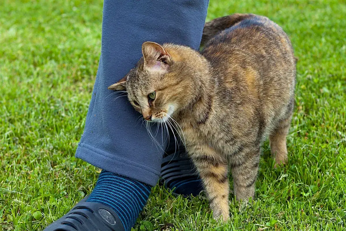 Чего вы не знаете о своей кошке. 7 интересных фактов.