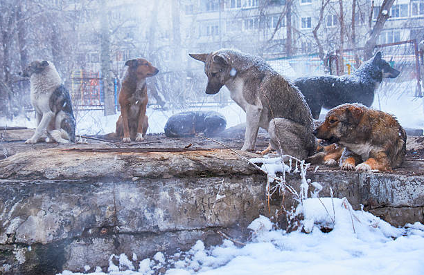Бездомным животным не помогут живодерские методы.