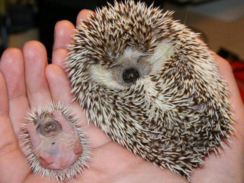 Фотографии родителей-животных, которые идеально отражают то, что мы все думали о воспитании детей.