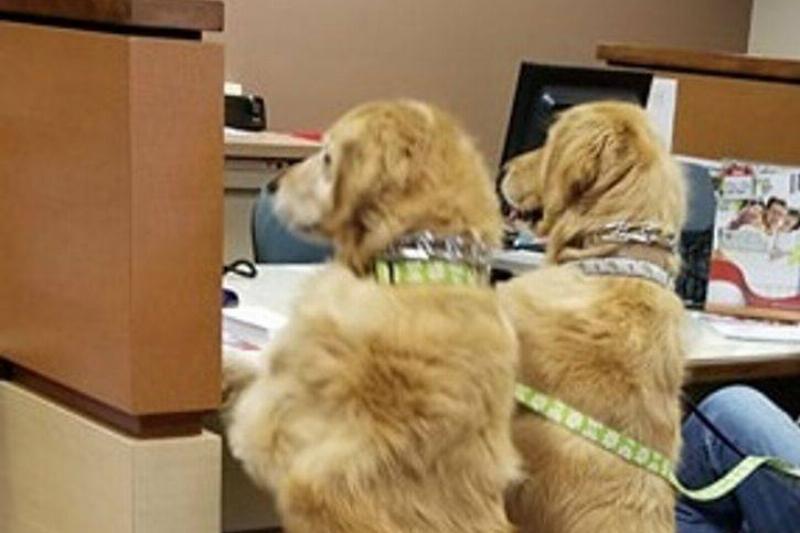 Фотографии, которые доказывают, что некоторые животные в душе прирожденные комики.