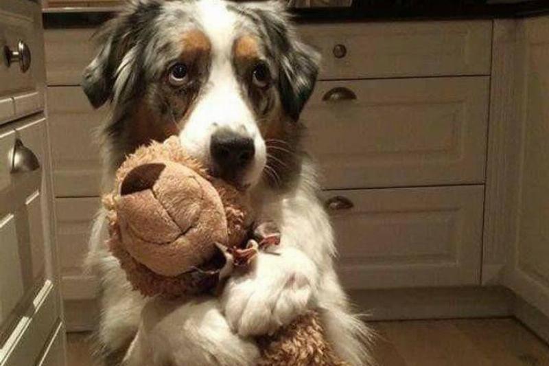 Фотографии, которые доказывают, что некоторые животные в душе прирожденные комики.