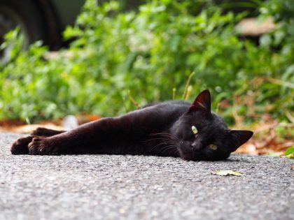 Тасиро — японский остров-принадлежащий кошкам.