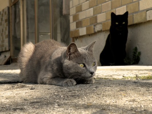 Тасиро — японский остров-принадлежащий кошкам.