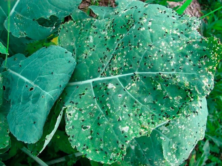 Крестоцветная блошка на капусте. Как защитить рассаду народными способами