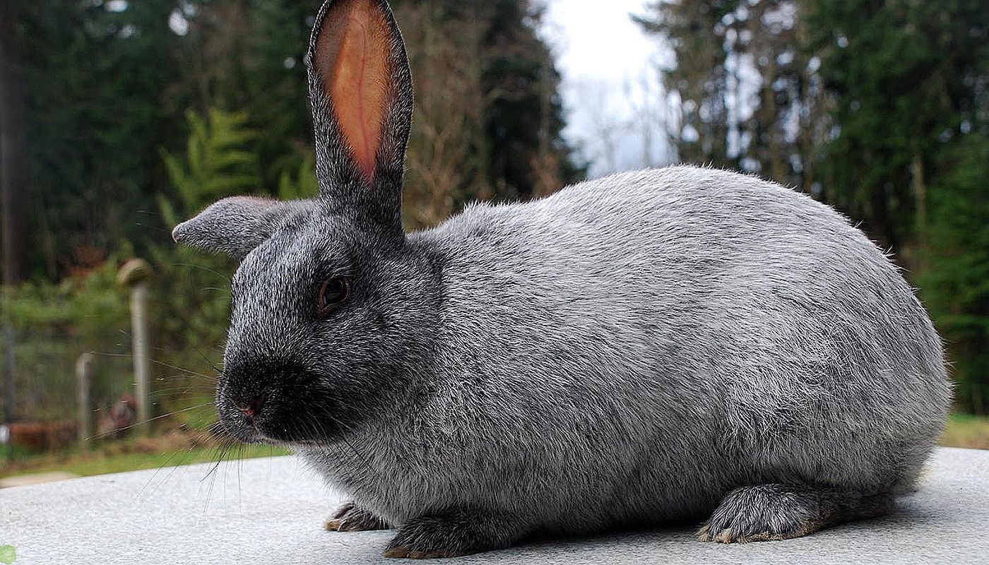 Чем полезна крольчатина