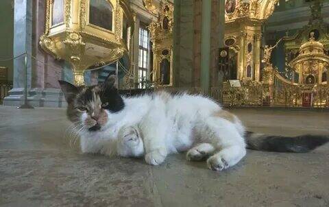 Эрмитажные коты.