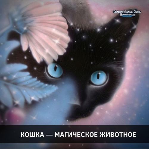 Обладают ли домашние кошки магическими свойствами?