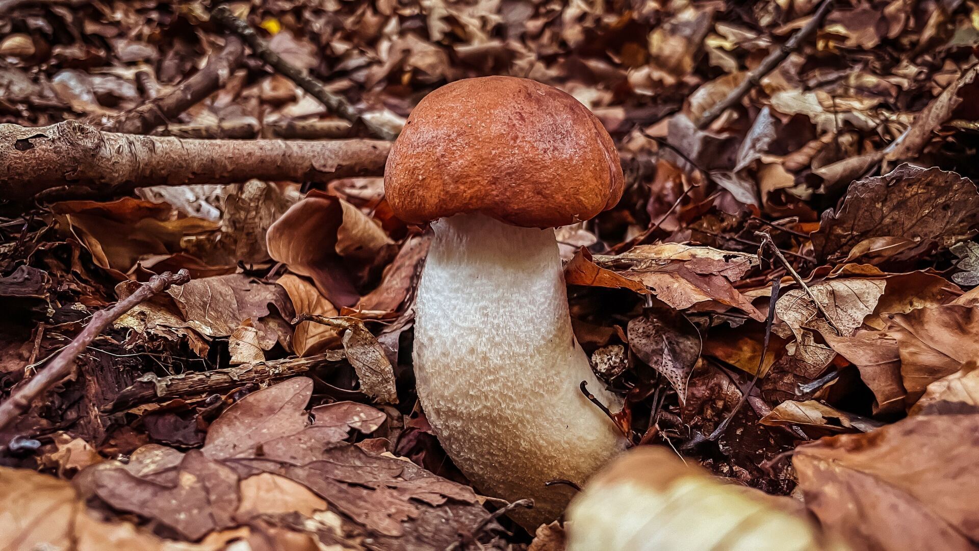 Белый гриб – интересные факты