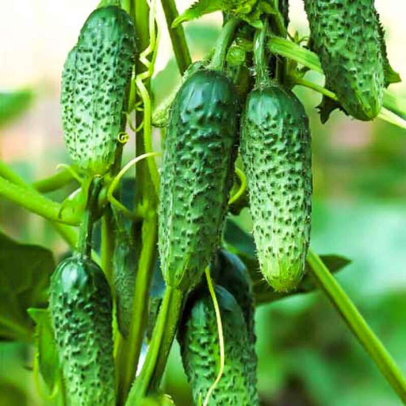 Какие удобрения использовать для получения щедрого урожая огурцов?