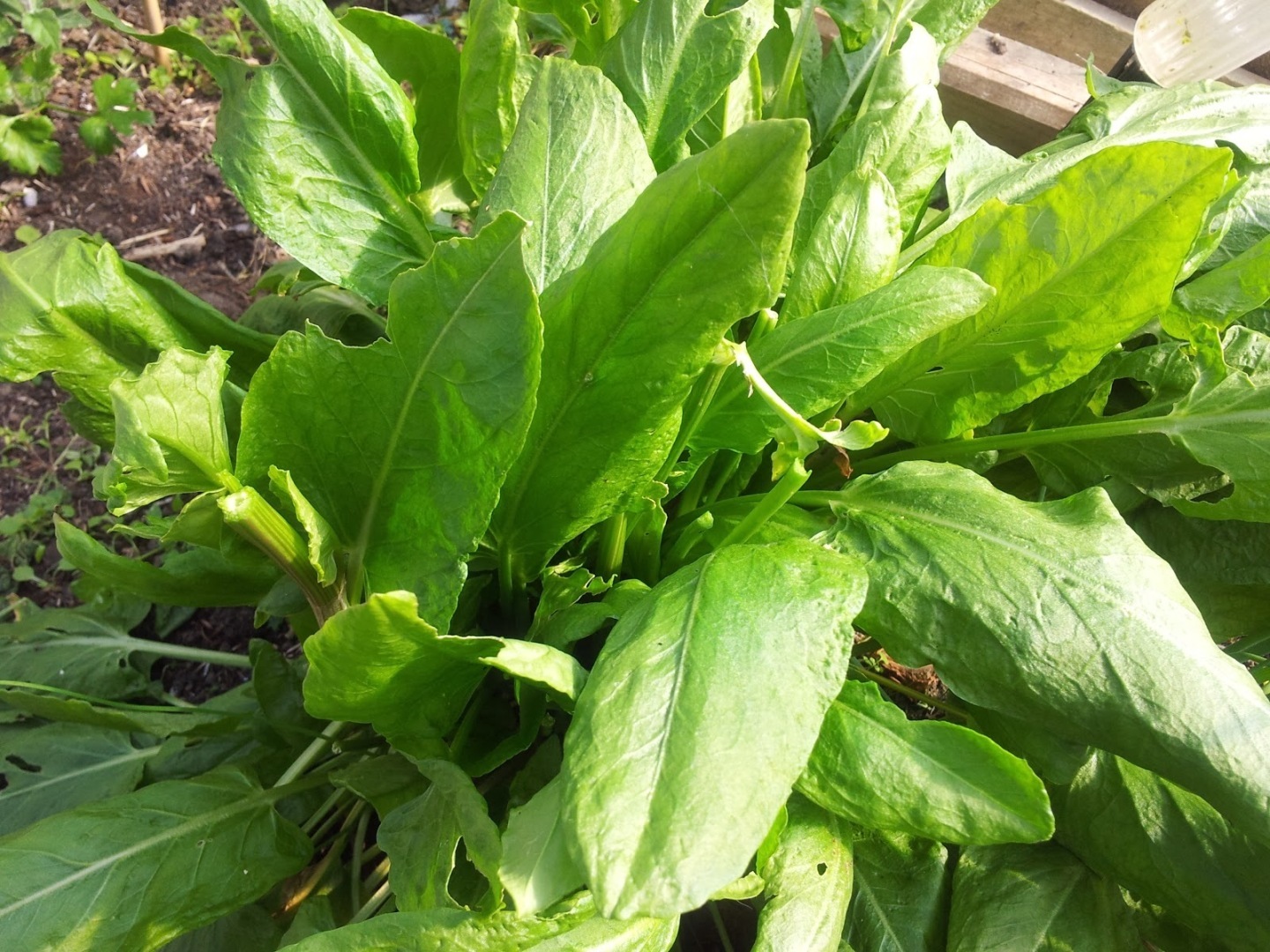 Щавель - это не только вкусное растение со специфическим кислым вкусом, но и источник множества полезных свойств для организма.