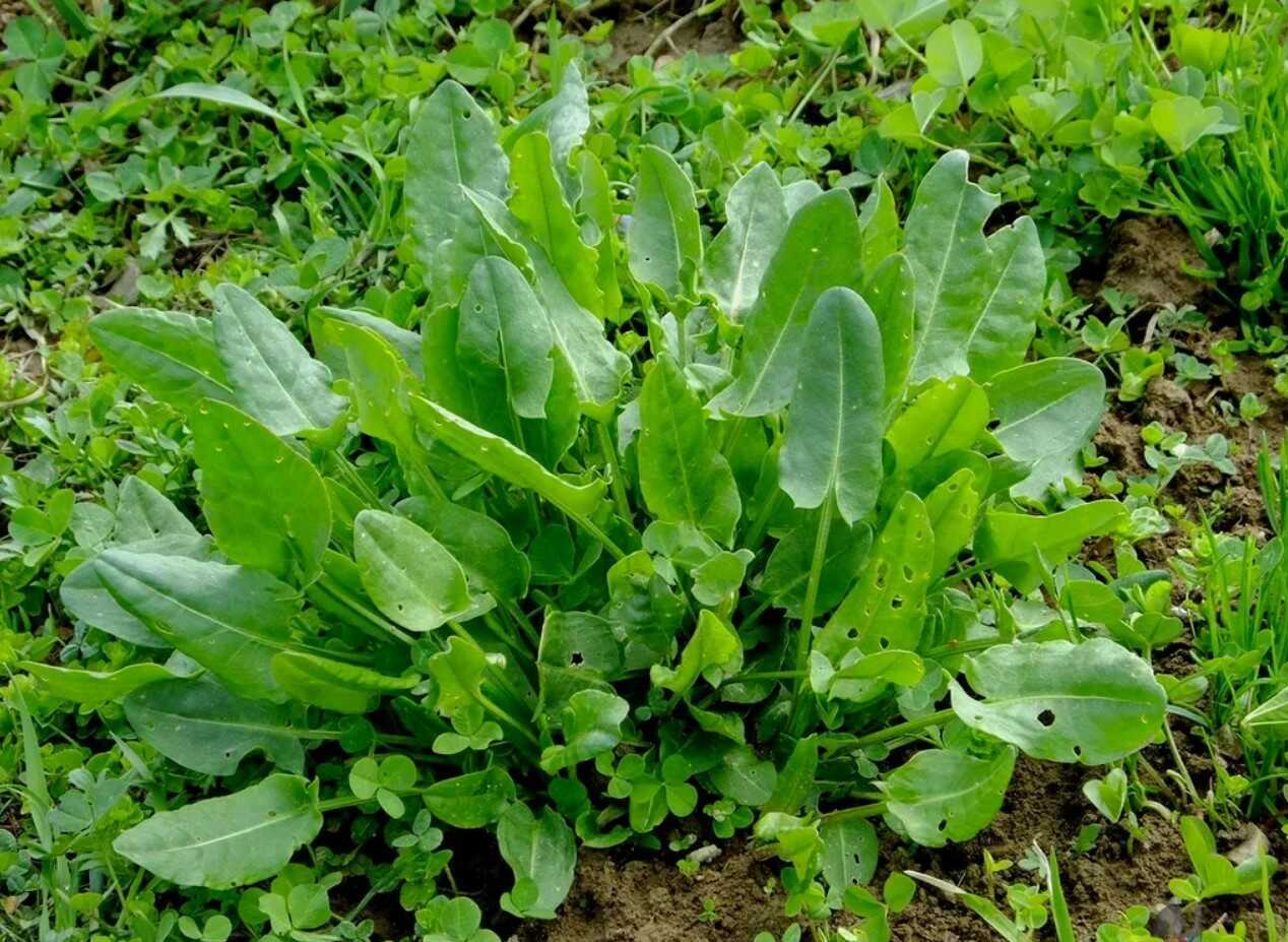 Щавель - это не только вкусное растение со специфическим кислым вкусом ...