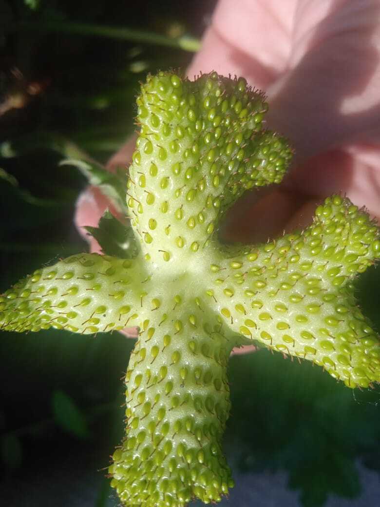 То ли уродцы, то ли экзотика какая. А Вы догадались, что изображено на фото. Опрос.