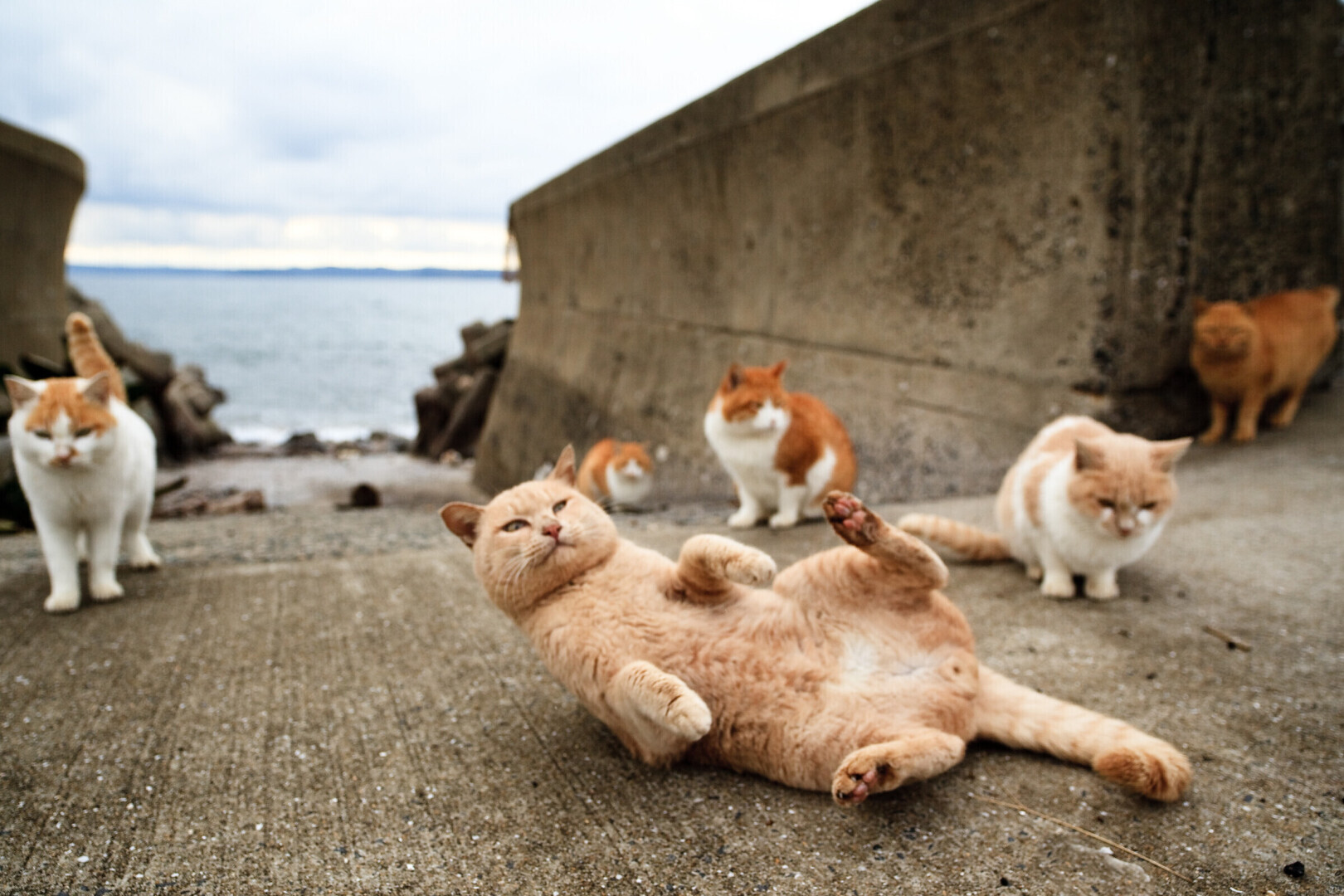 остров кошек тасиро