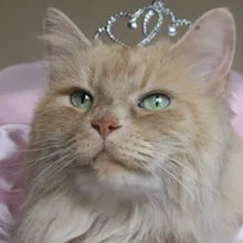 Вика, г. Сясьстрой