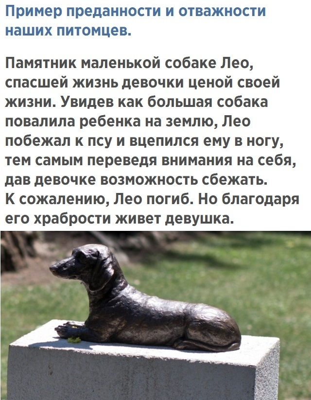 Чем больше узнаю людей, тем больше мне нравятся собаки.Самый верный друг. Верность собаки