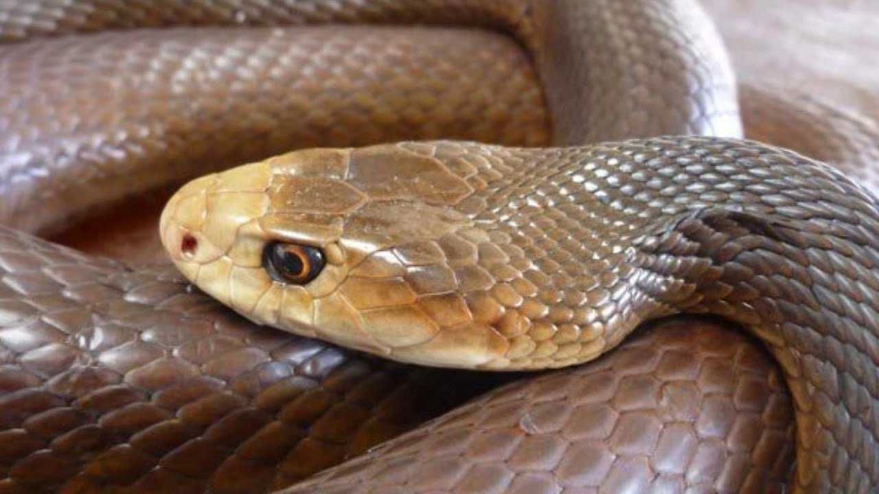 Топ 5: Самые опасные змеи